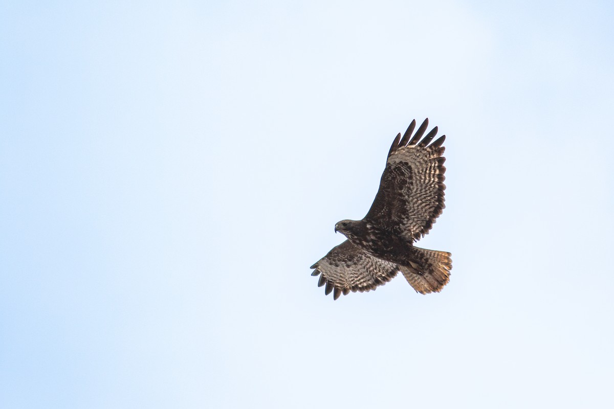 Red-tailed Hawk - ML617863224