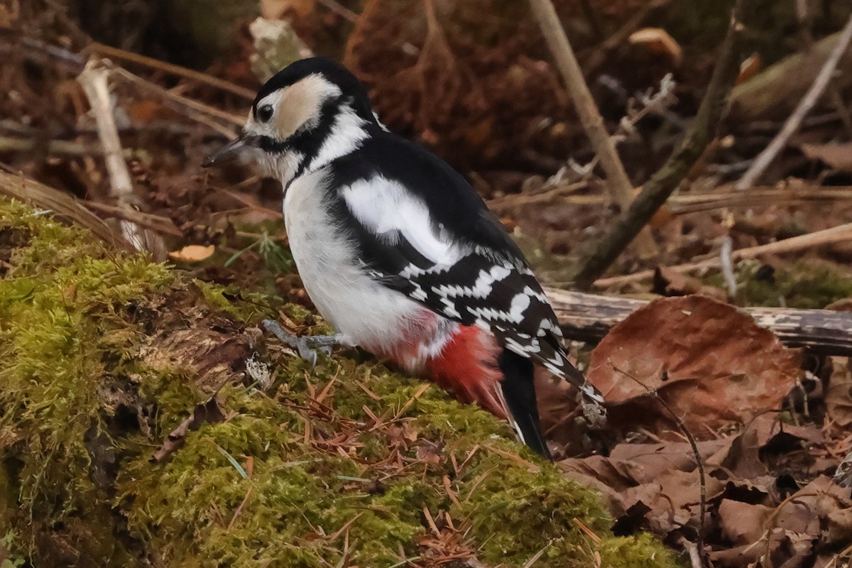 Great Spotted Woodpecker (japonicus) - ML617863251