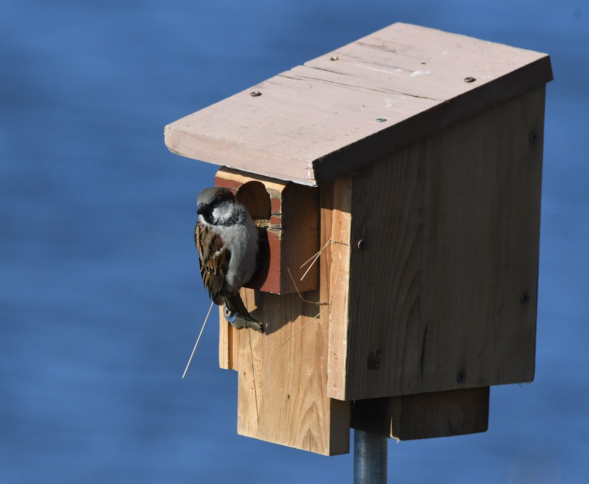 House Sparrow - jean pierre machet