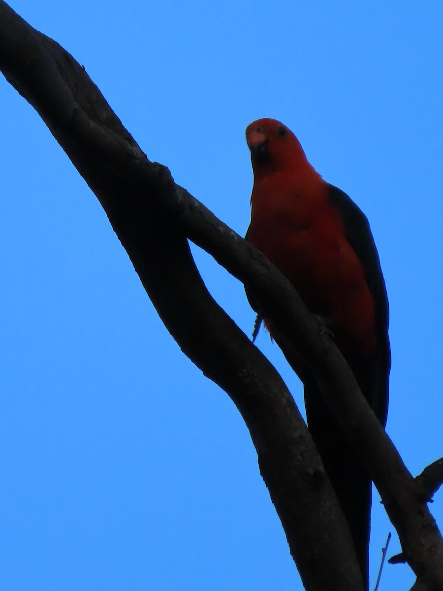 Australian King-Parrot - Rolo Rodsey