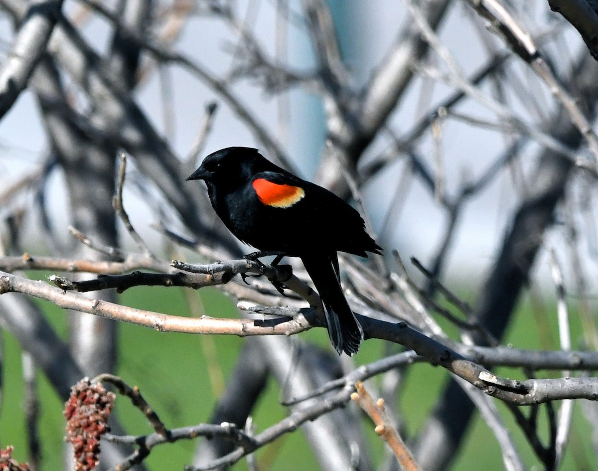Red-winged Blackbird - ML617863291