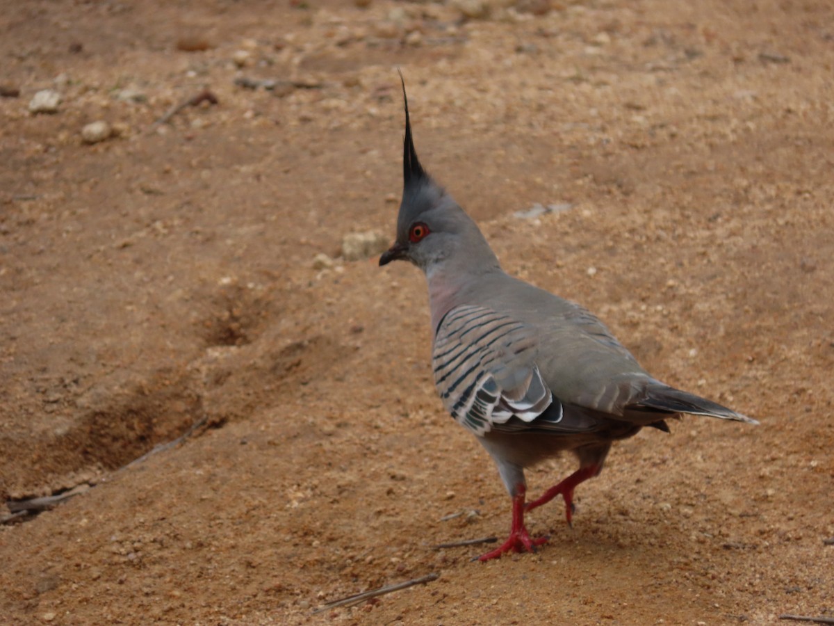 Crested Pigeon - Rolo Rodsey