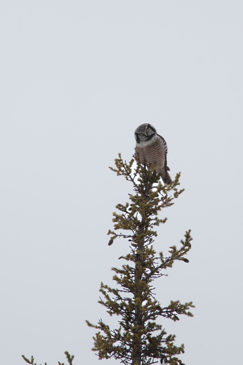 Northern Hawk Owl - ML617863310