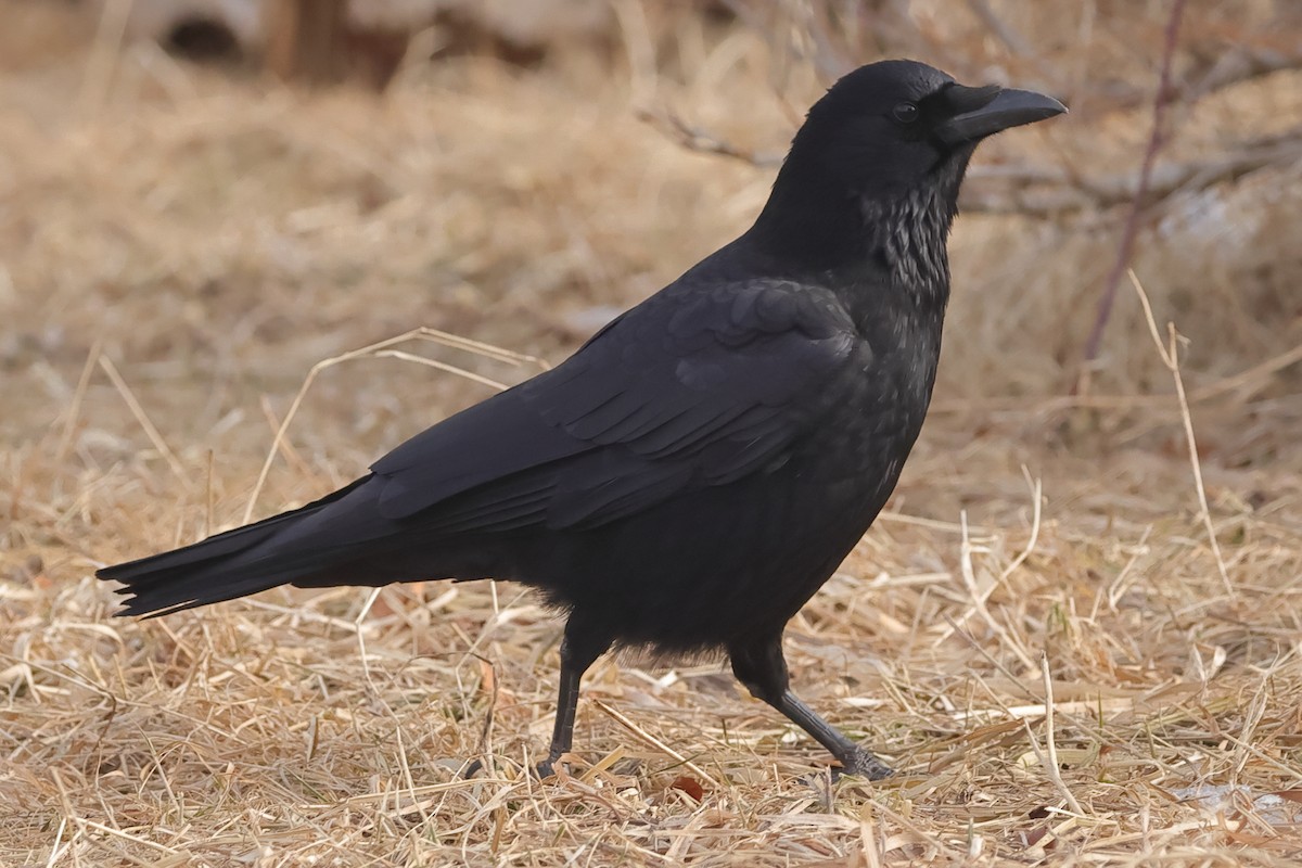Carrion Crow (Eastern) - Fabio Olmos