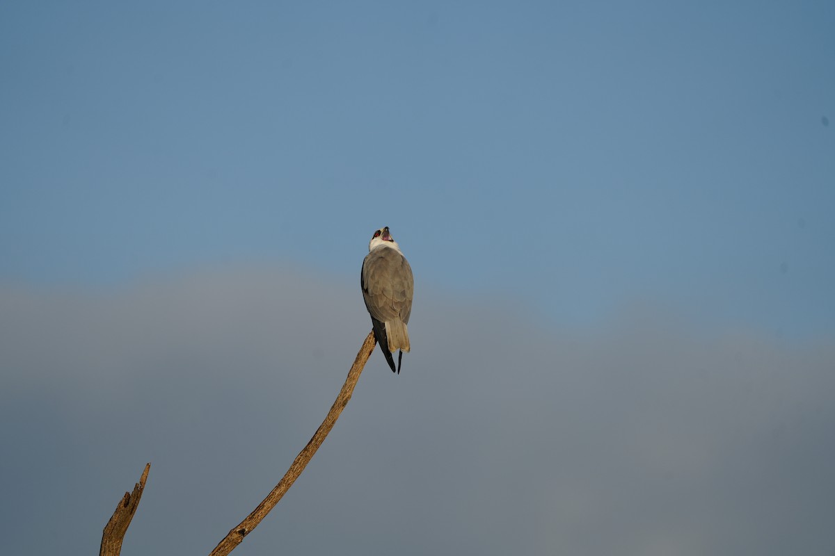 Black-shouldered Kite - Stuart Bell