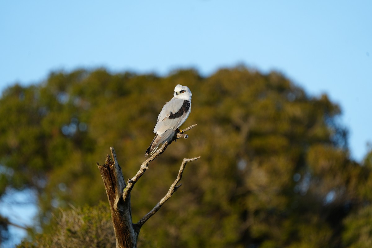 Black-shouldered Kite - Stuart Bell