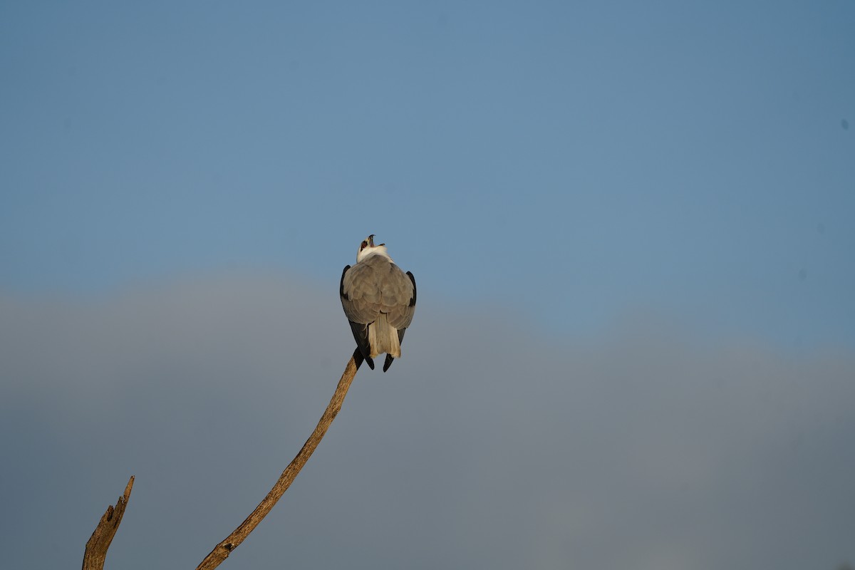 Black-shouldered Kite - ML617863318