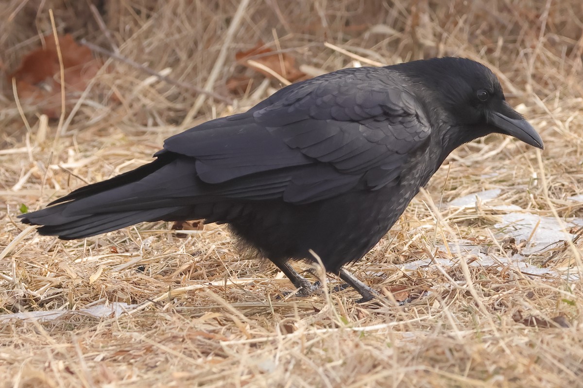 Carrion Crow (Eastern) - ML617863320