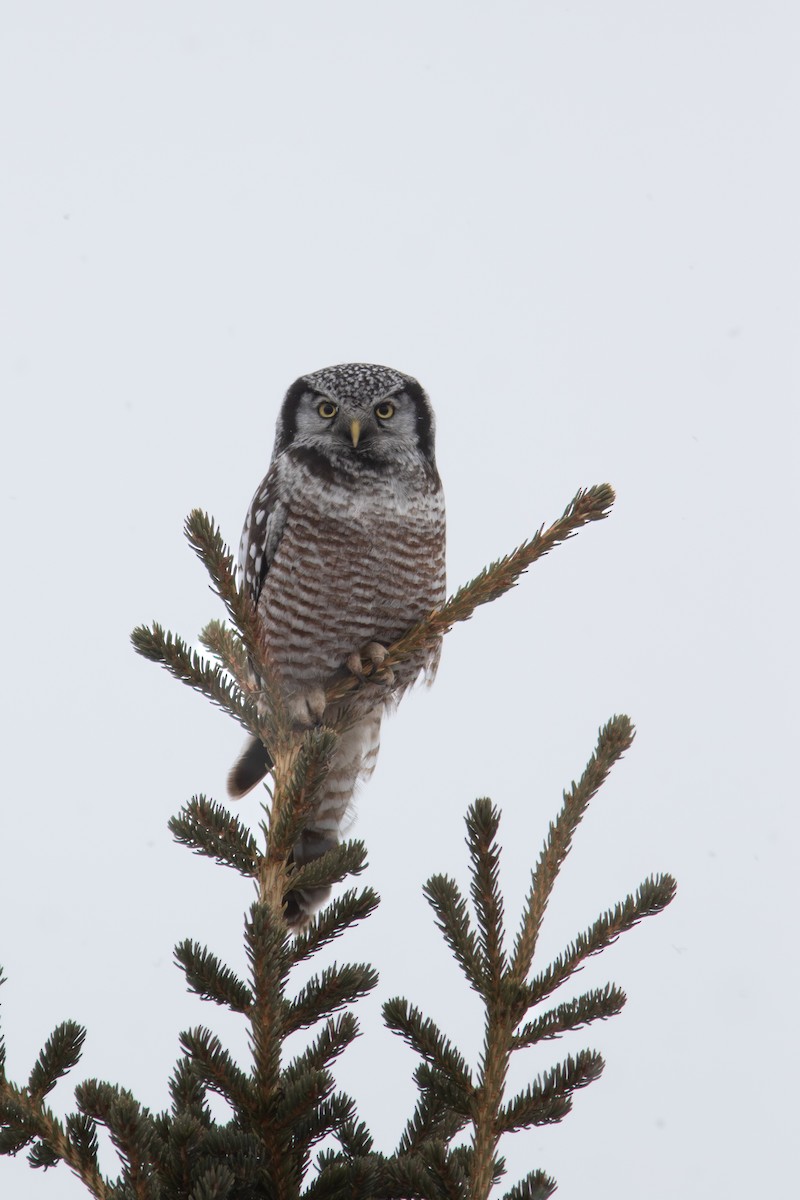 Northern Hawk Owl - ML617863332