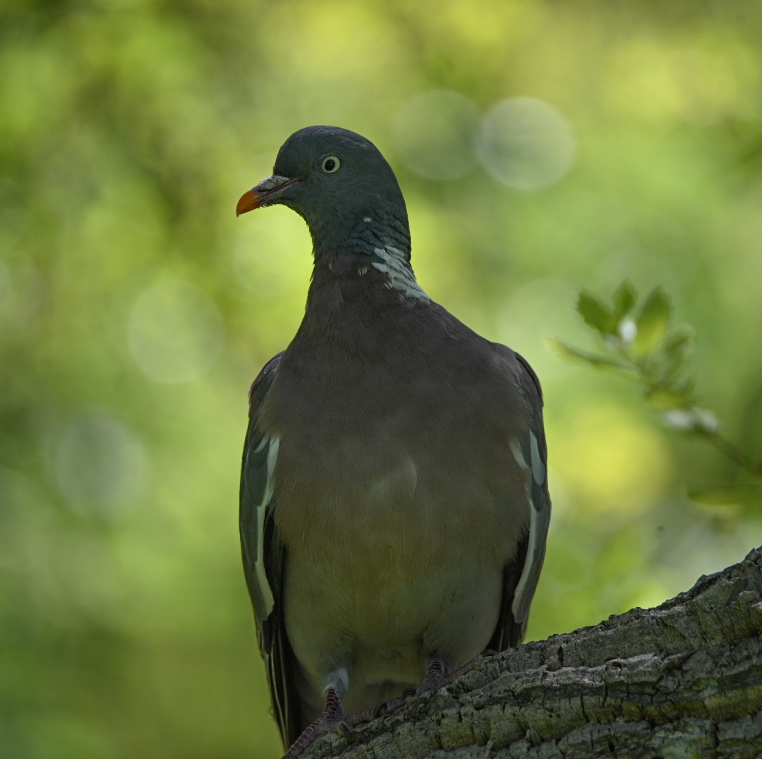 Common Wood-Pigeon - Braydan Pettigrove