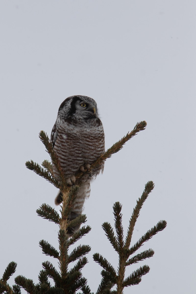Northern Hawk Owl - ML617863359