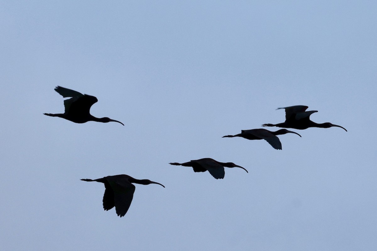 ibis americký - ML617863371