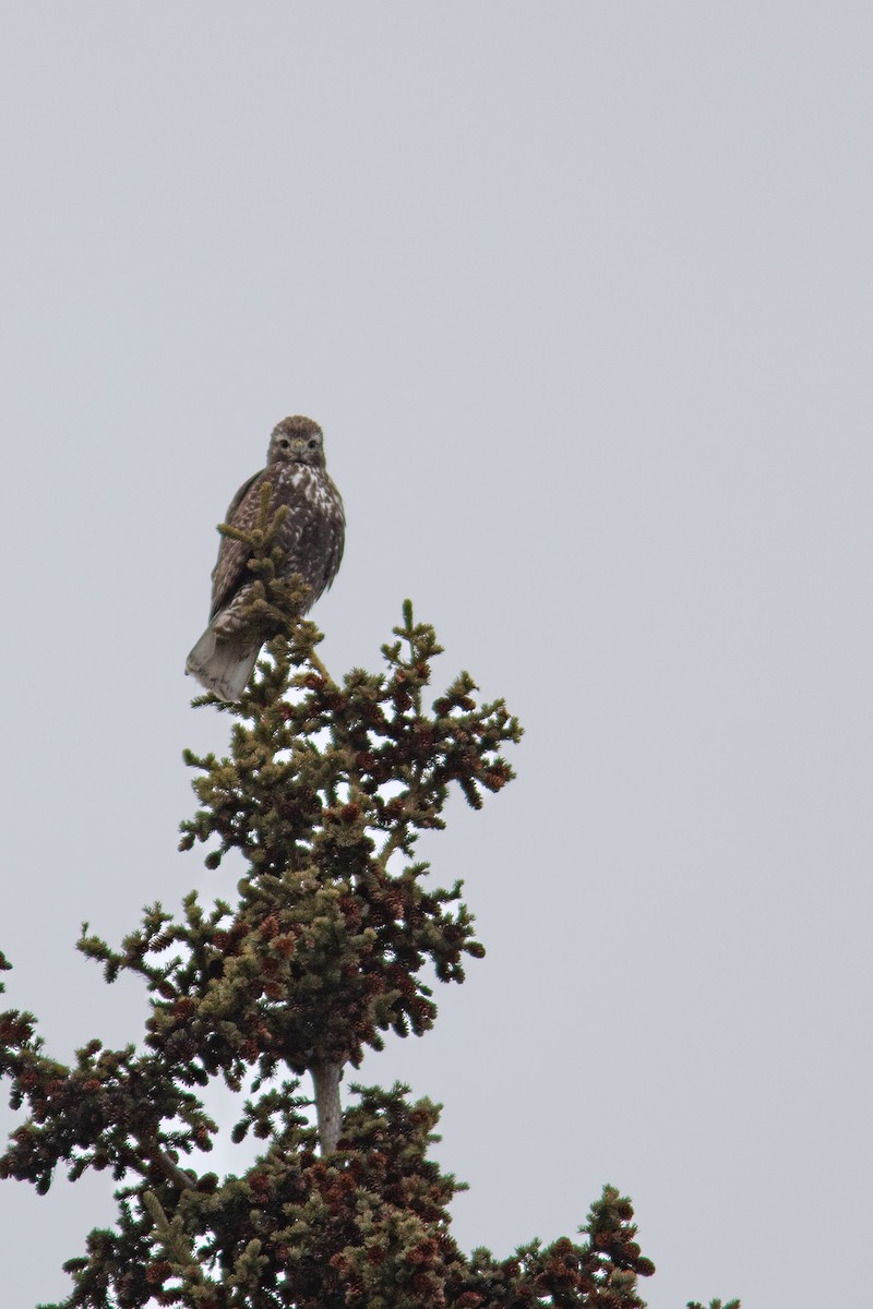 Red-tailed Hawk (Harlan's) - ML617863381