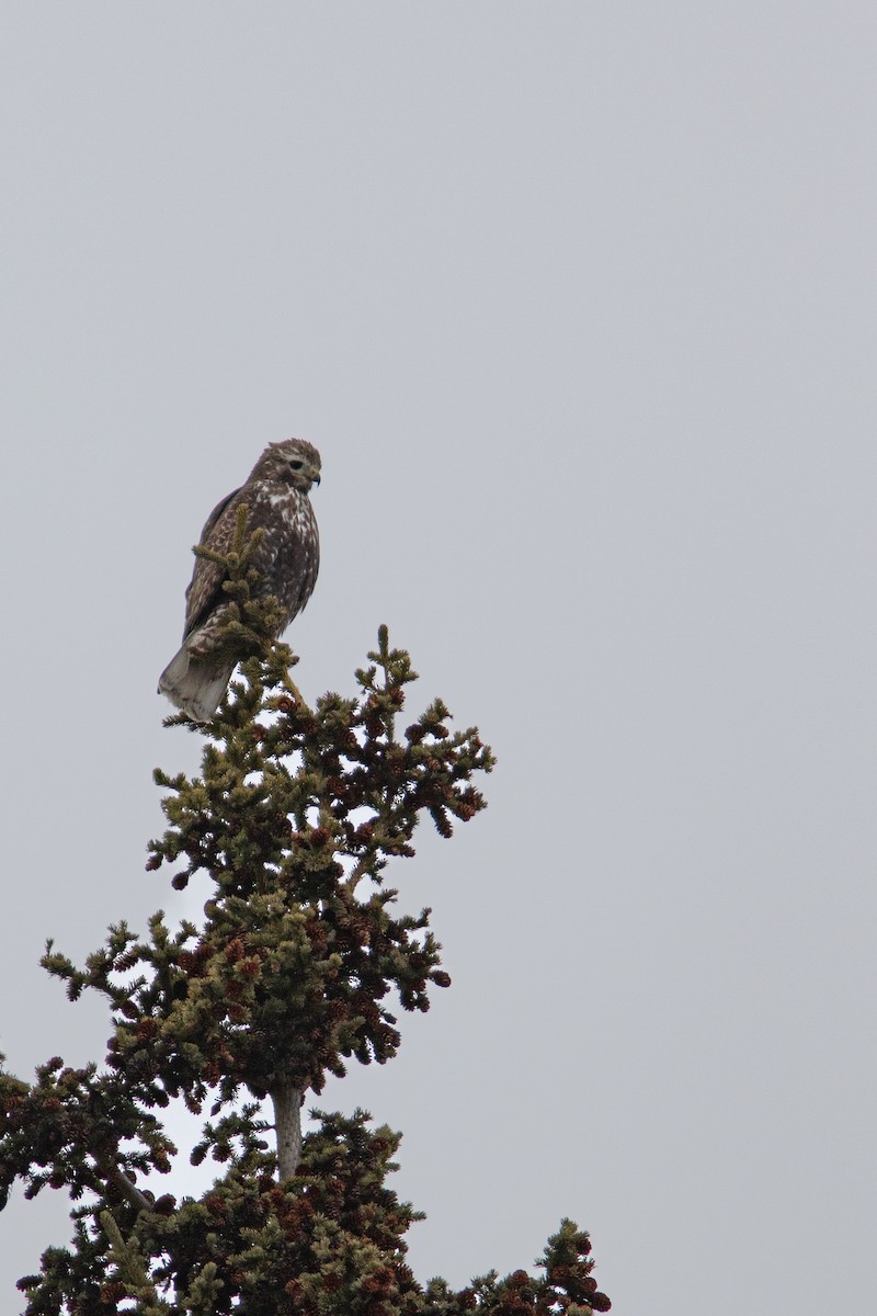 Red-tailed Hawk (Harlan's) - ML617863383