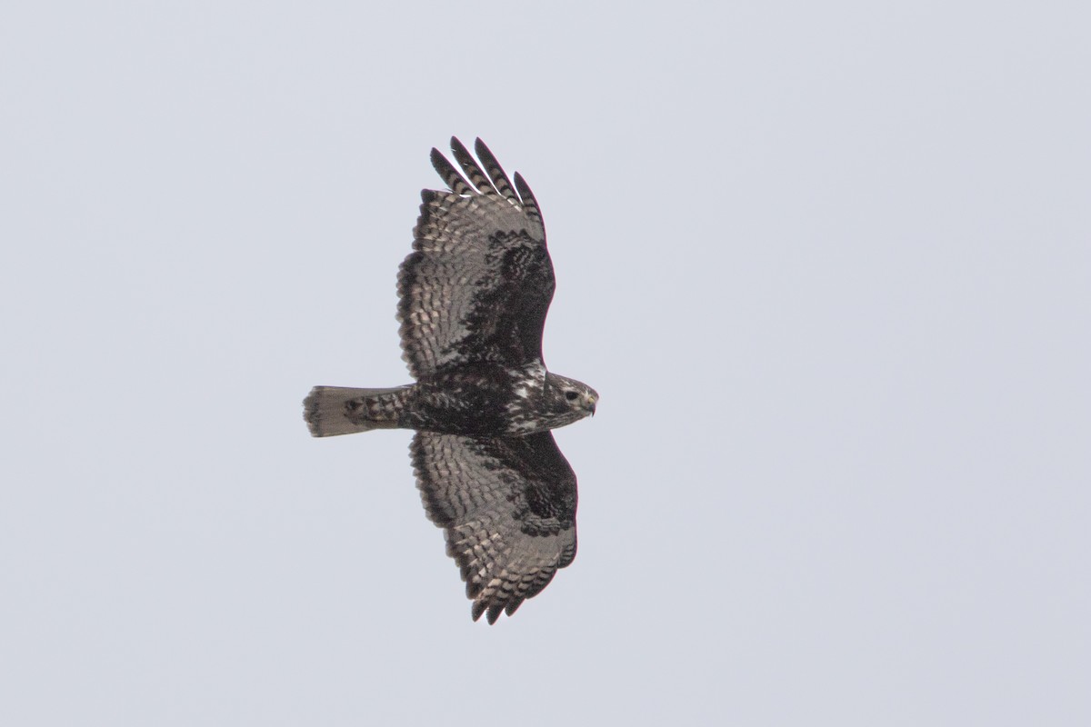 Red-tailed Hawk (Harlan's) - ML617863389