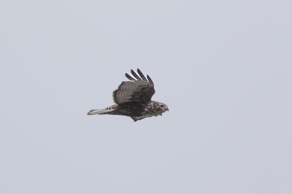 Red-tailed Hawk (Harlan's) - ML617863391