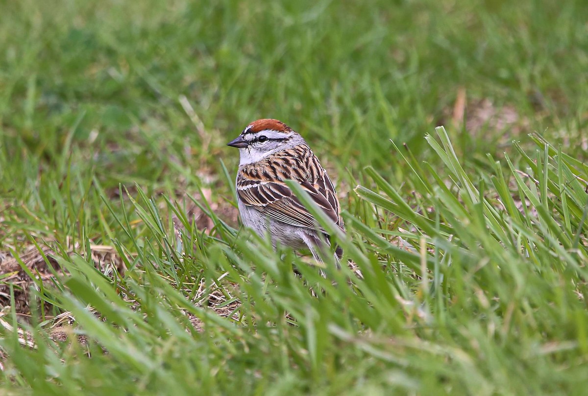 Chipping Sparrow - ML617863398