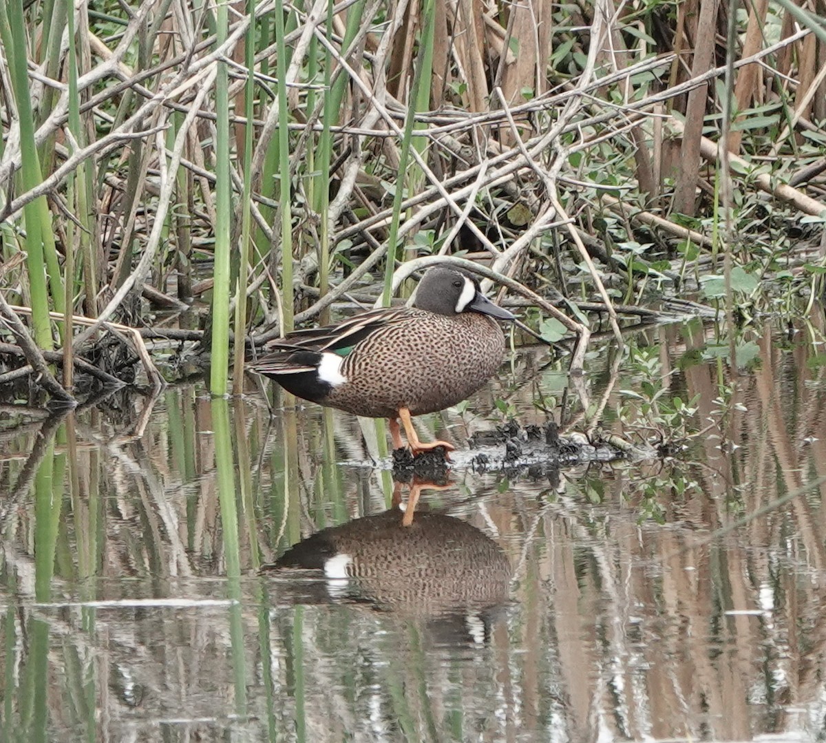 Blue-winged Teal - ML617863438