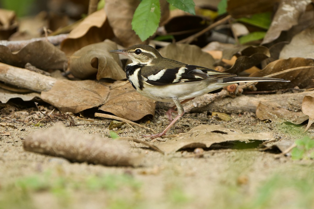 Forest Wagtail - ML617863442