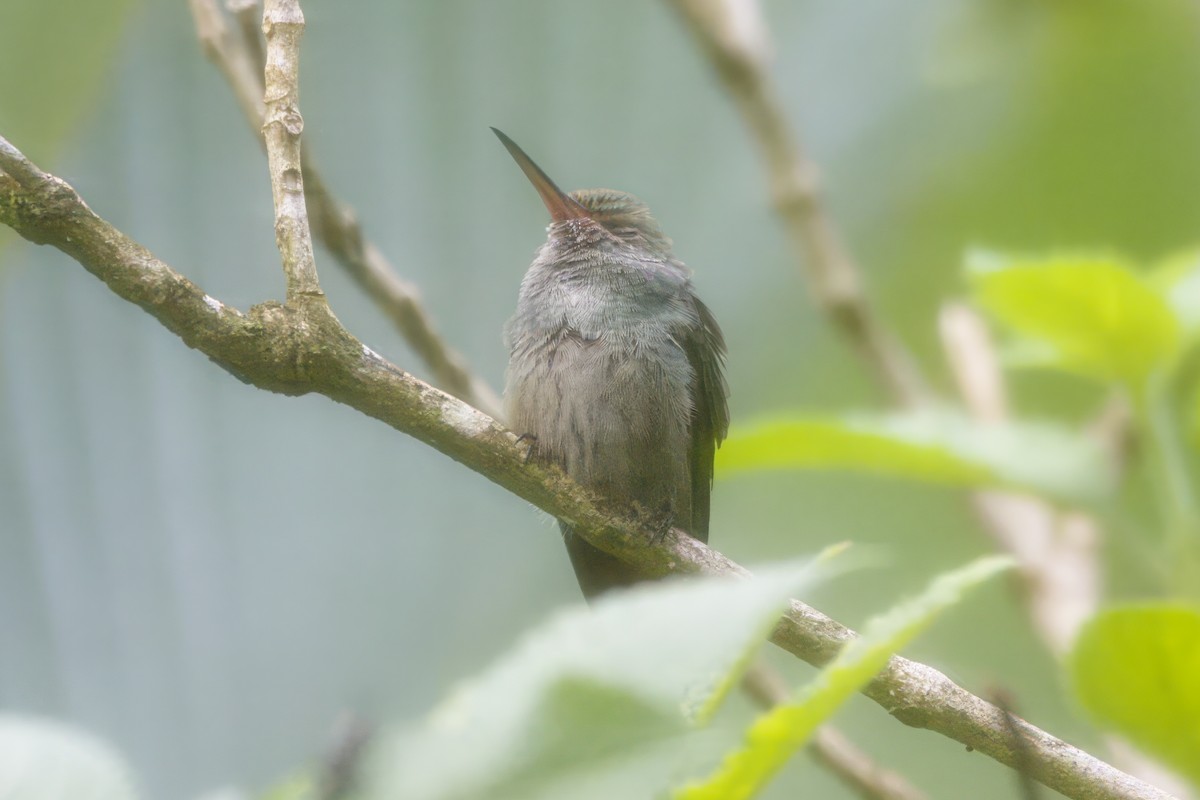 Rufous-tailed Hummingbird - ML617863444
