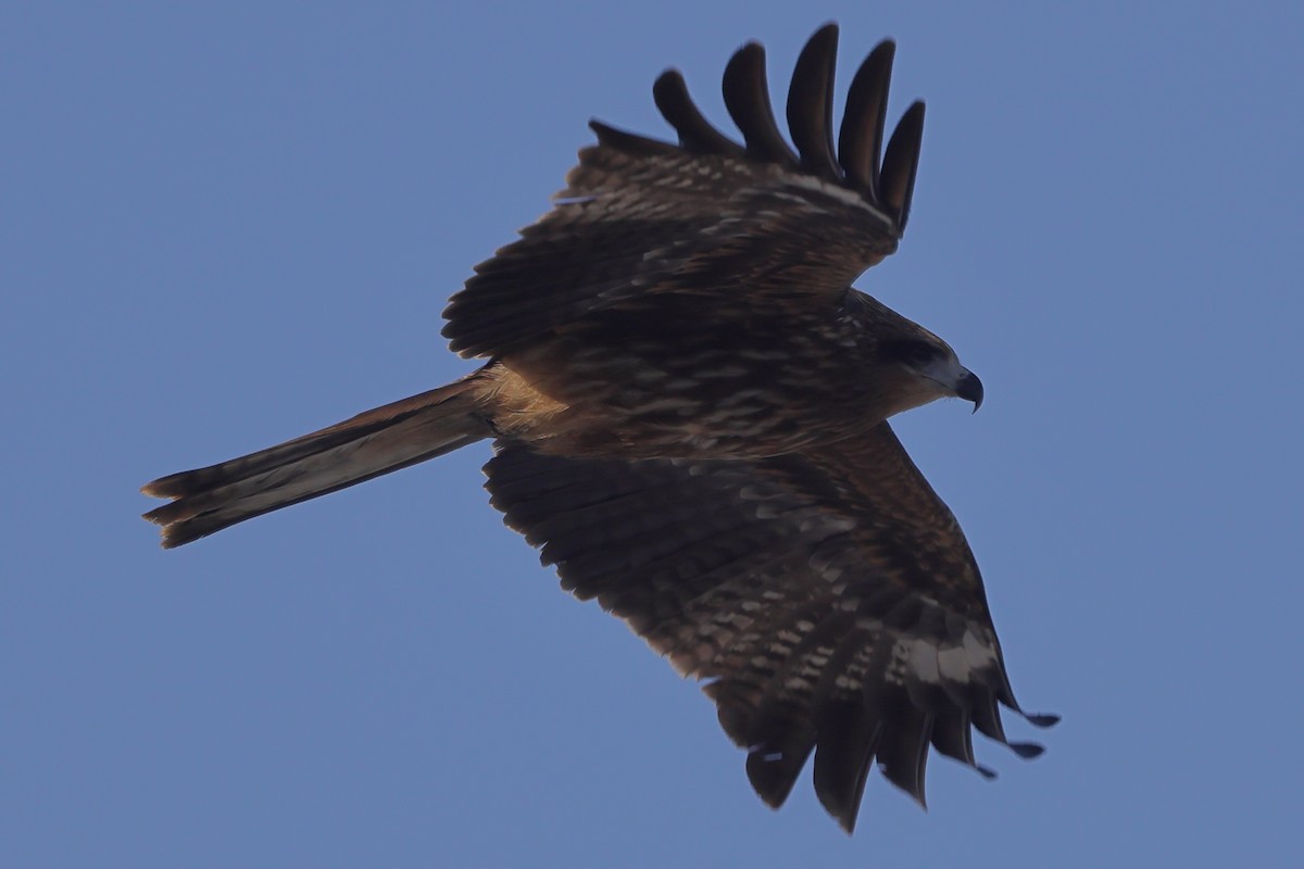 Black Kite (Black-eared) - ML617863461