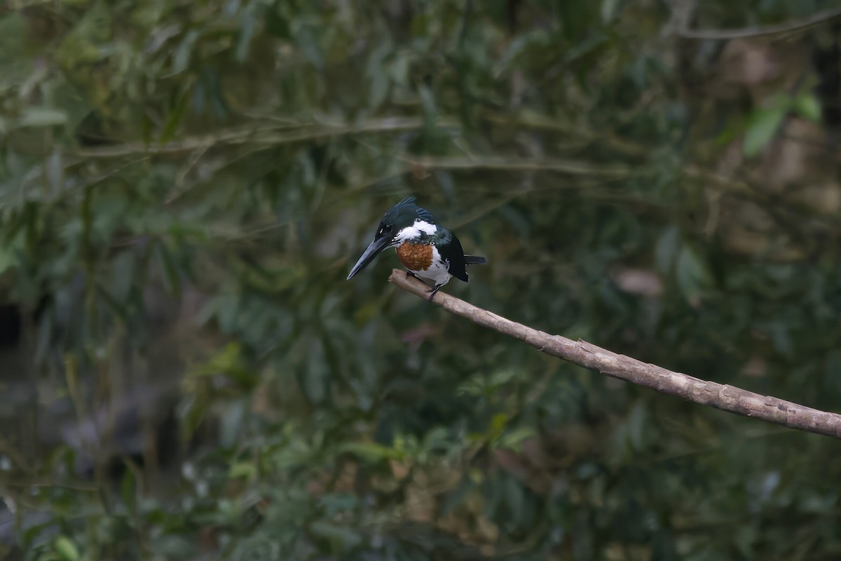 Amazon Kingfisher - Gareth Bowes