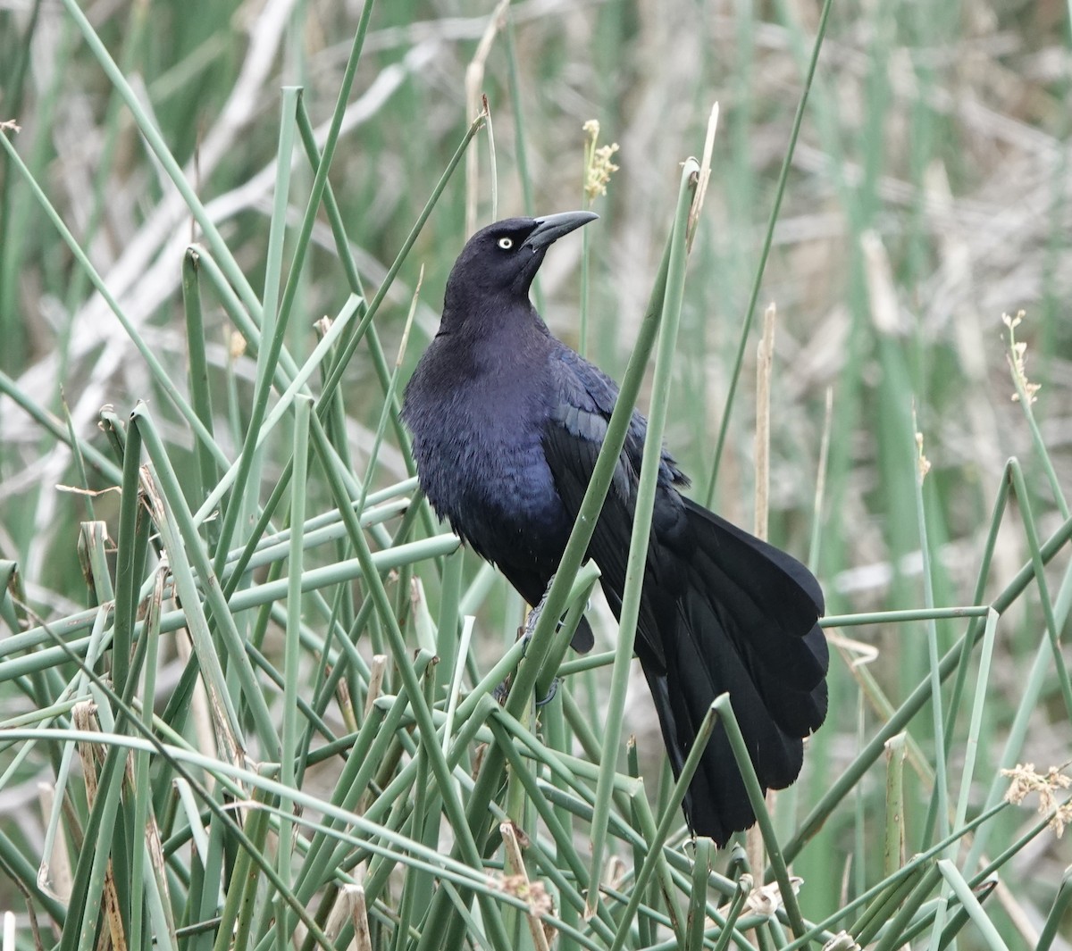 Great-tailed Grackle - ML617863542