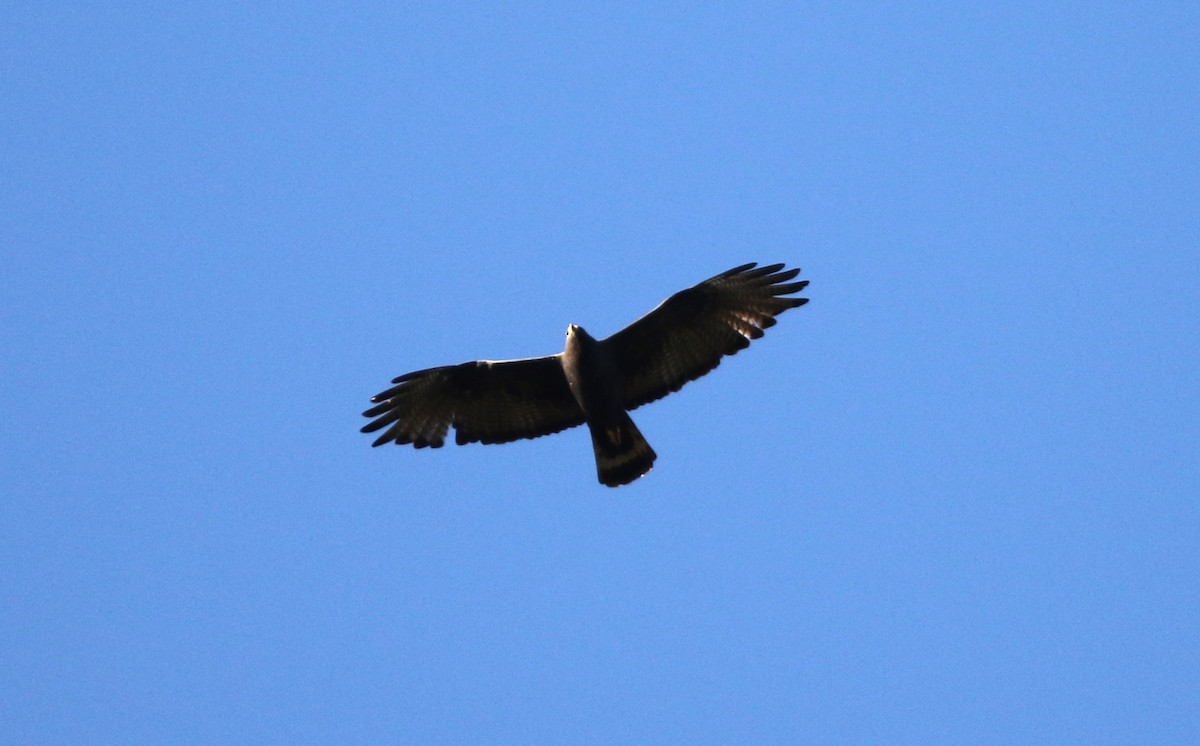 Zone-tailed Hawk - ML617863613
