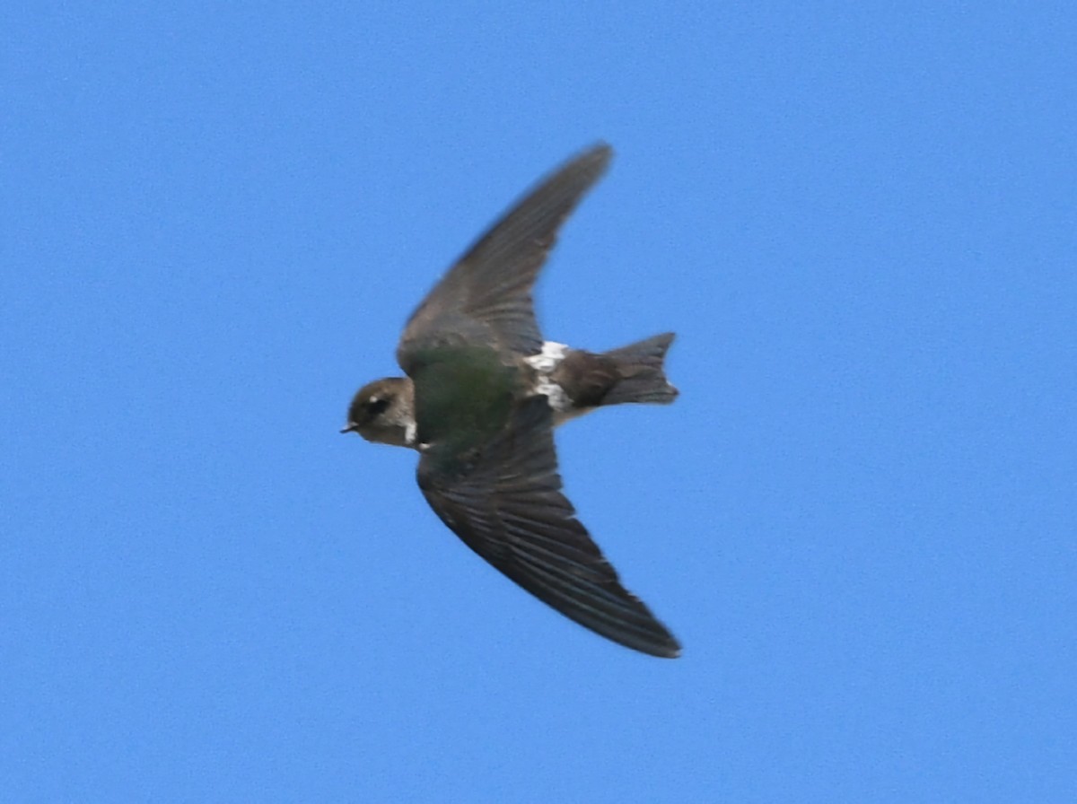 Violet-green Swallow - ML617863686
