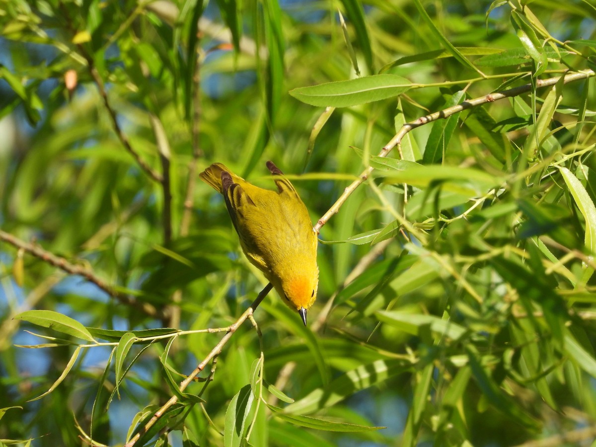 Yellow Warbler - P Chappell