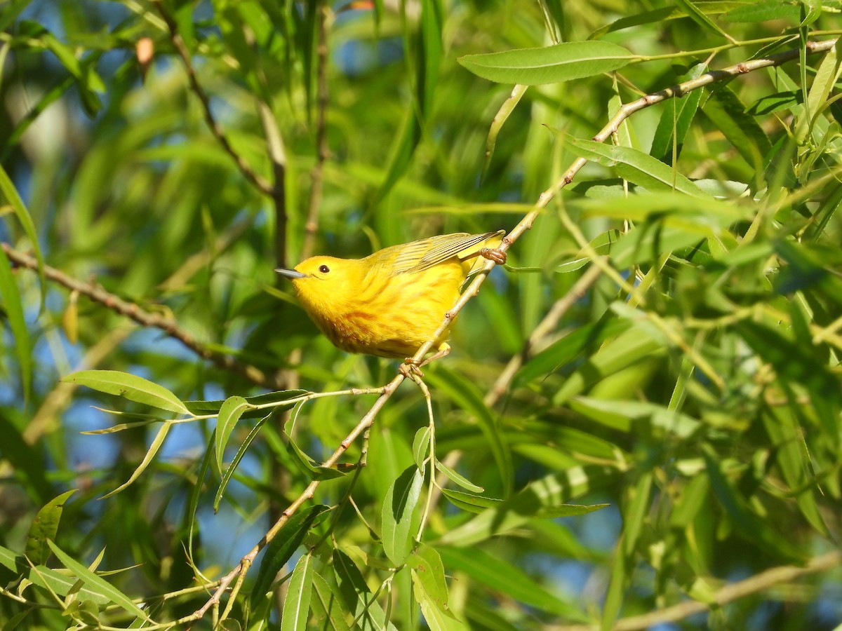 Yellow Warbler - P Chappell