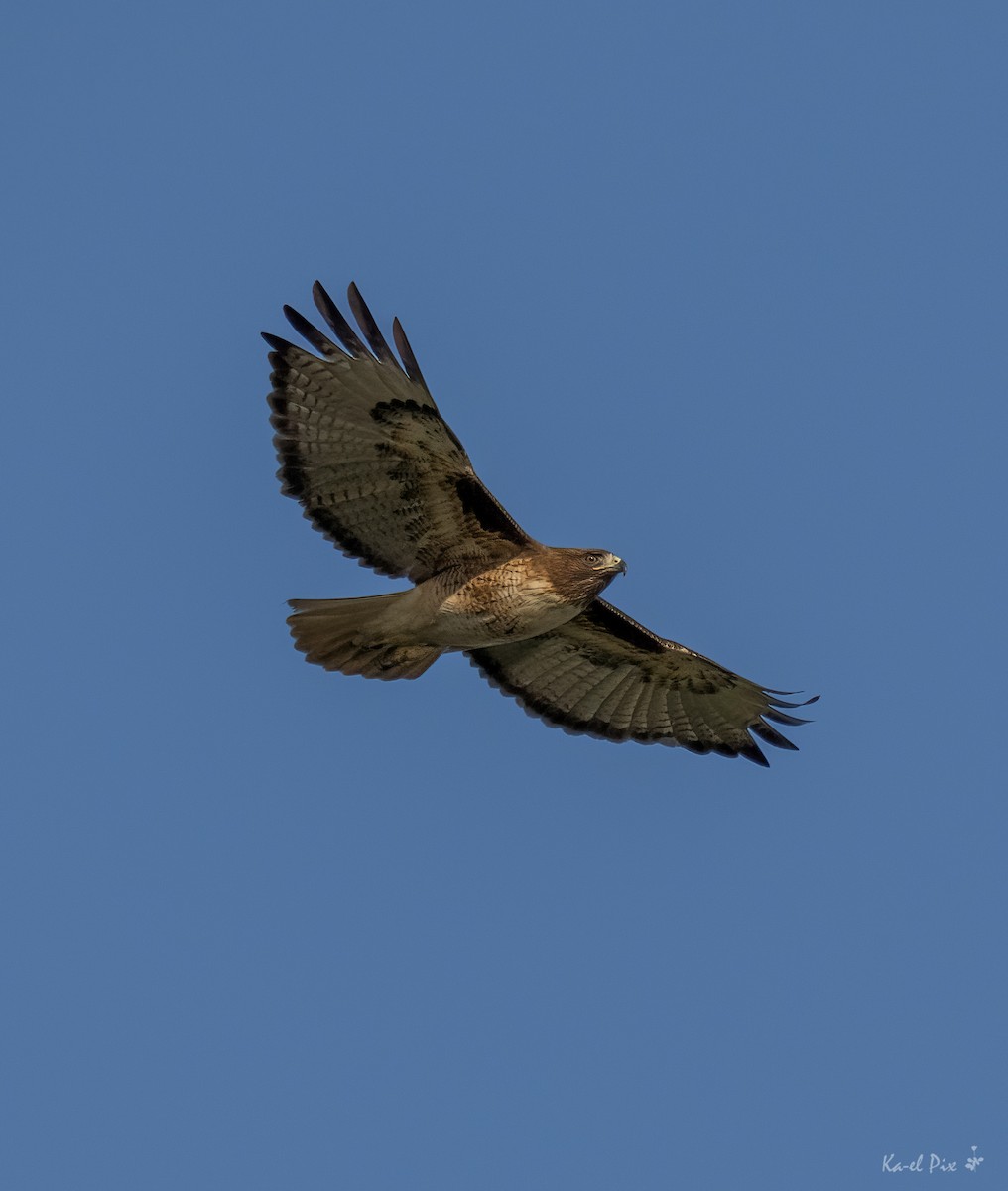 Red-tailed Hawk - ML617863741