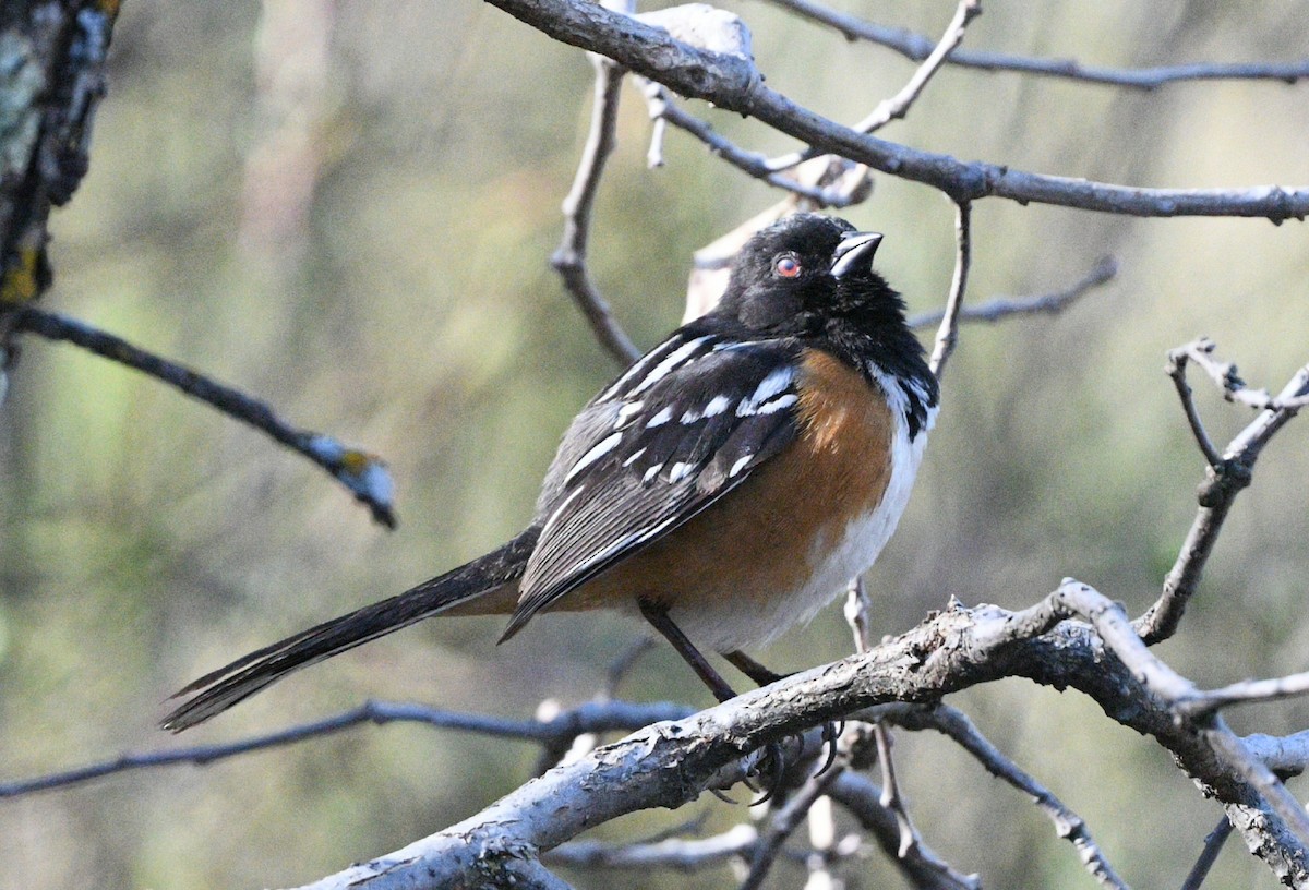 Spotted Towhee - ML617863744