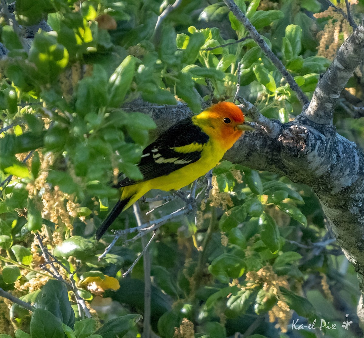 Western Tanager - ML617863786