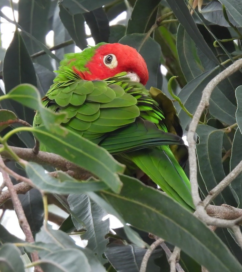 Red-masked Parakeet - ML617863848