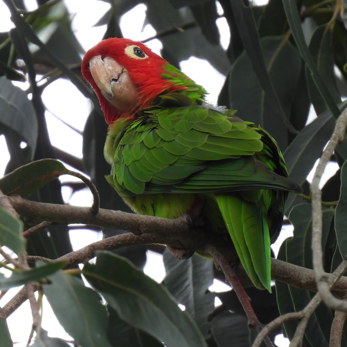 Red-masked Parakeet - ML617863849