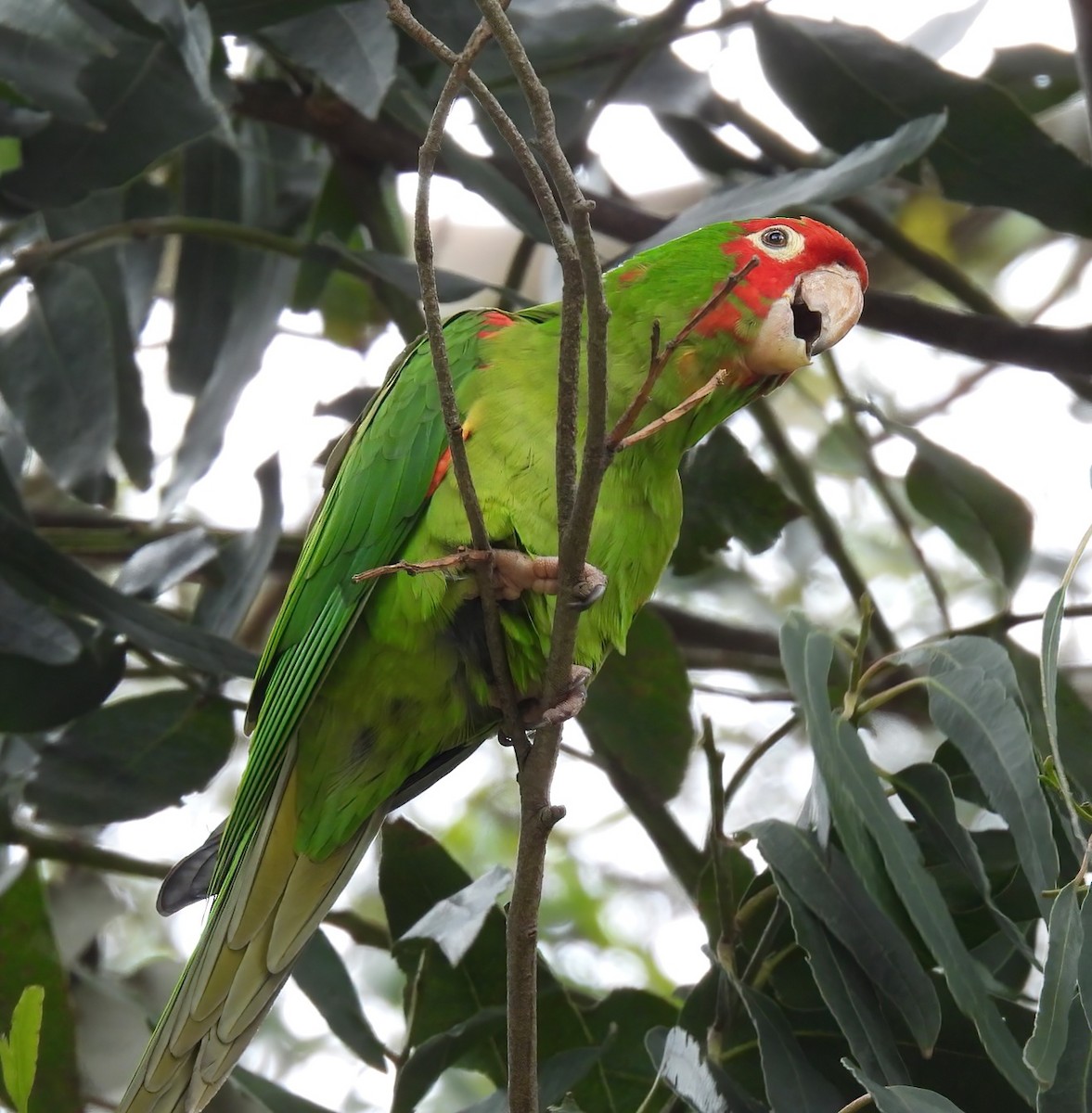 Red-masked Parakeet - Sara Sato