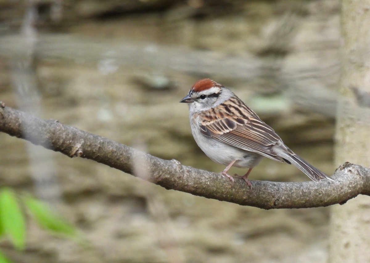 Chipping Sparrow - ML617863857