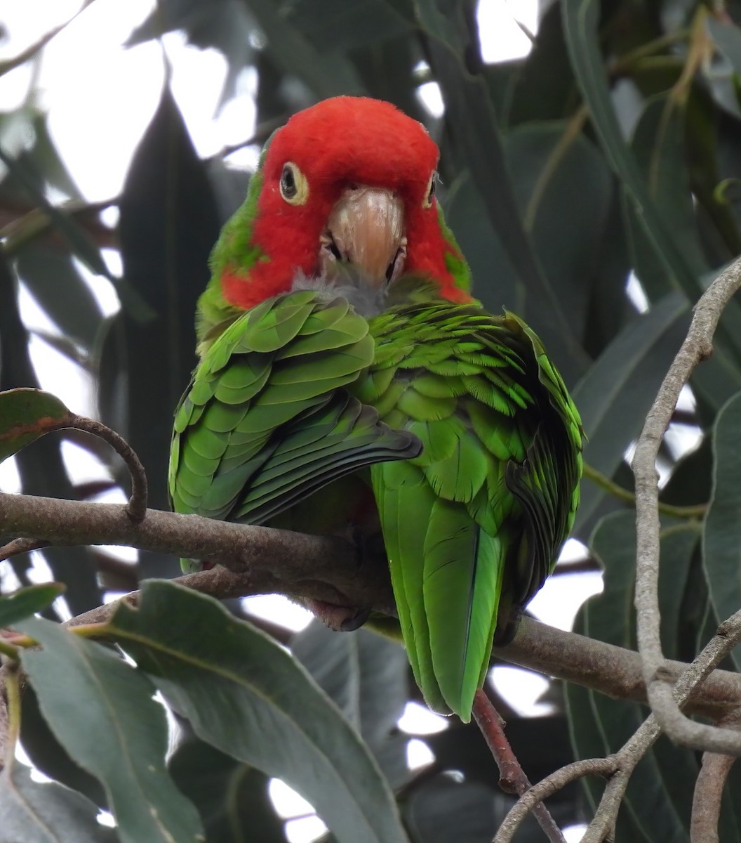 Red-masked Parakeet - ML617863859