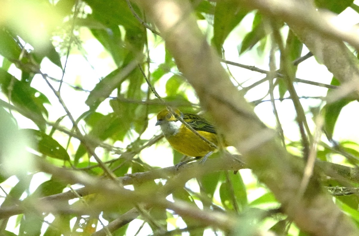 Silver-throated Tanager - ML617863909