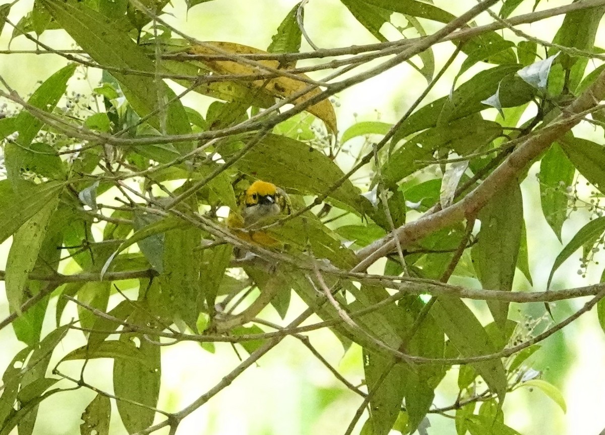 Silver-throated Tanager - ML617863921
