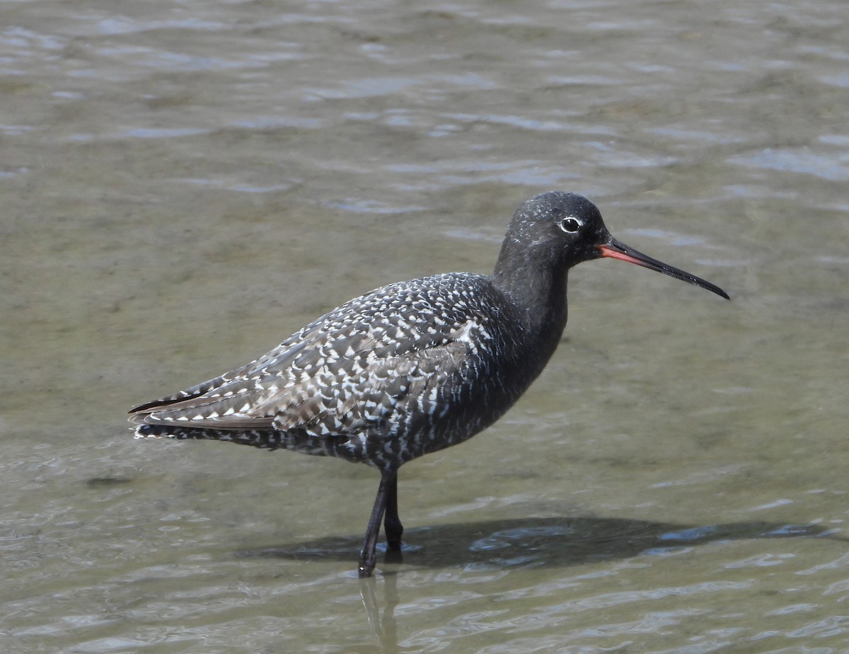 Spotted Redshank - ML617863944