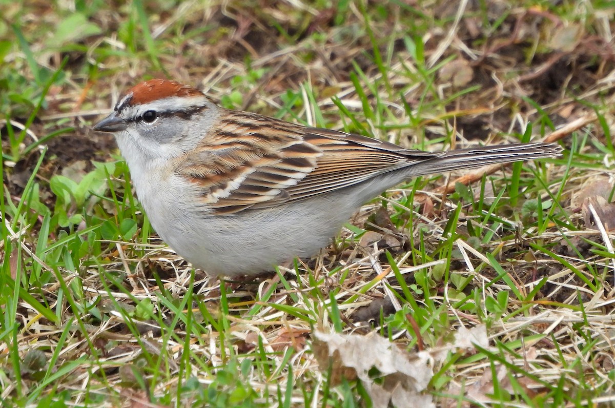 Chipping Sparrow - Steven C