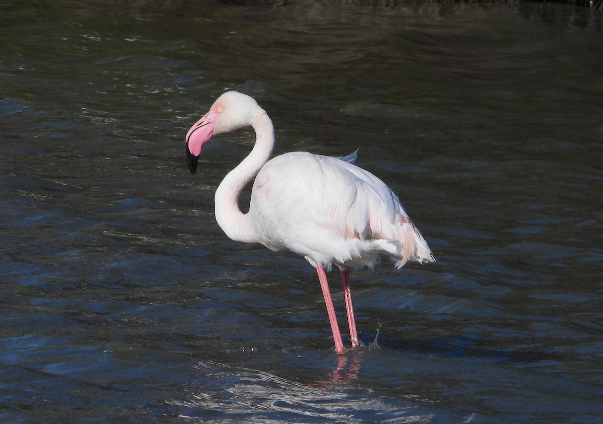 Greater Flamingo - ML617863961