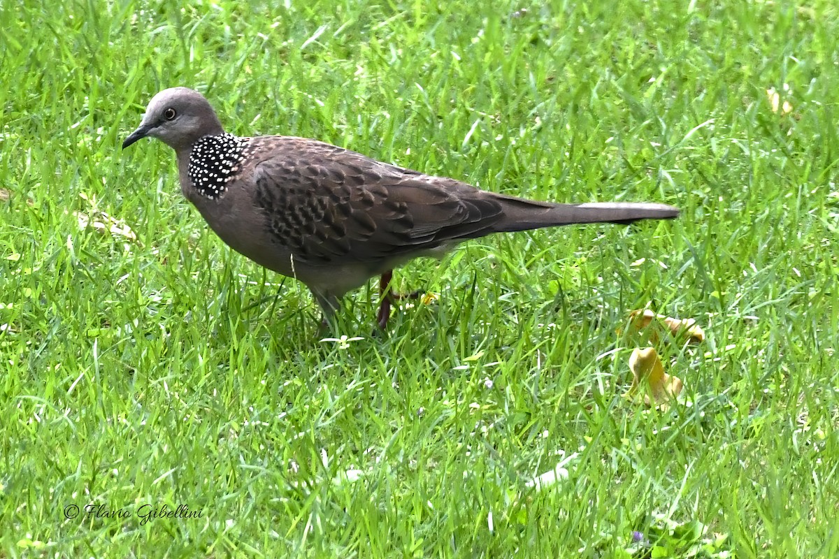 Spotted Dove - ML617863963