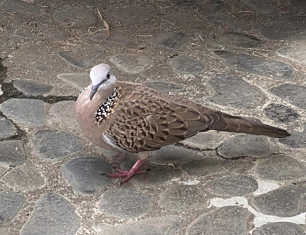 Spotted Dove - ML617863977
