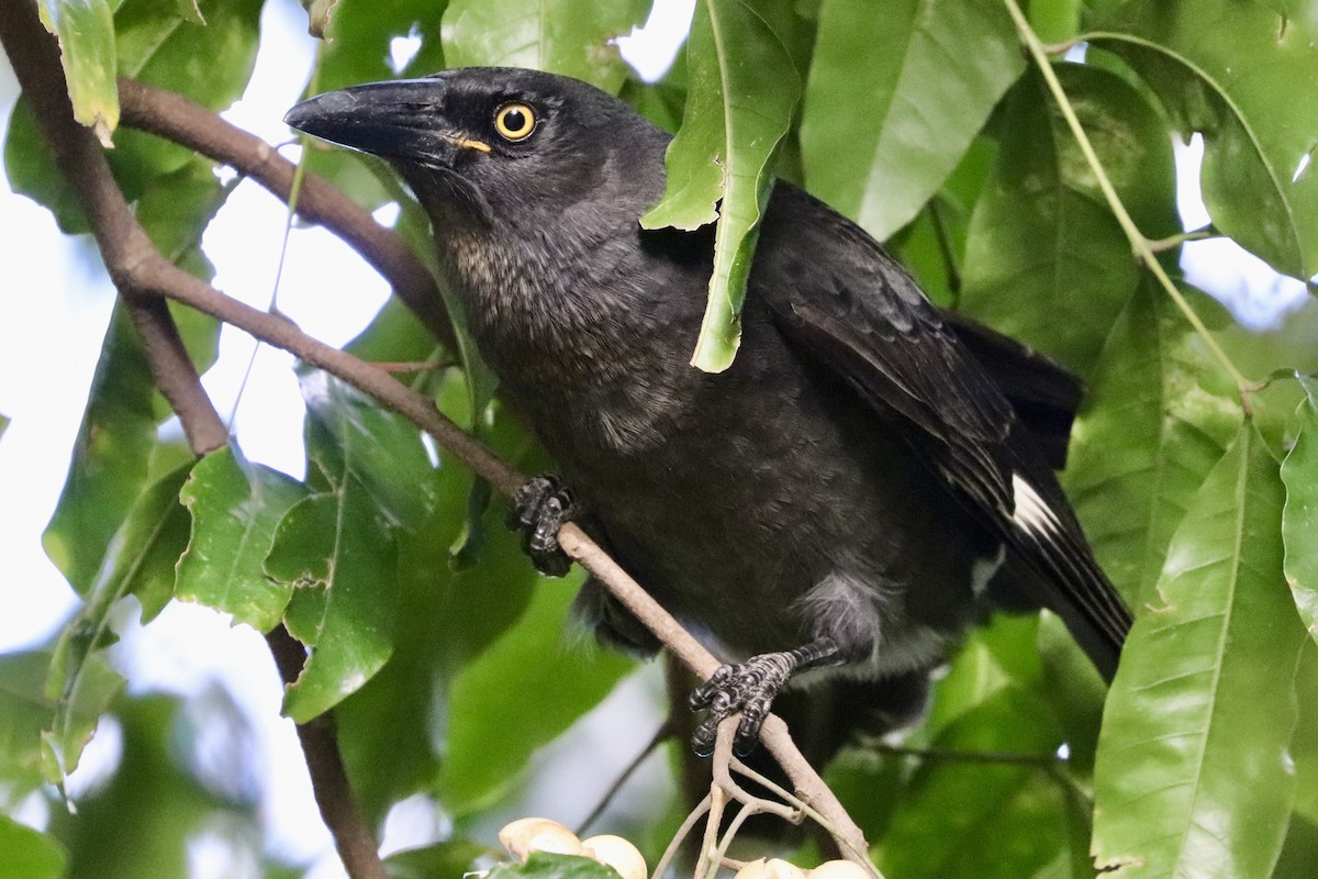 Pied Currawong - ML617864004