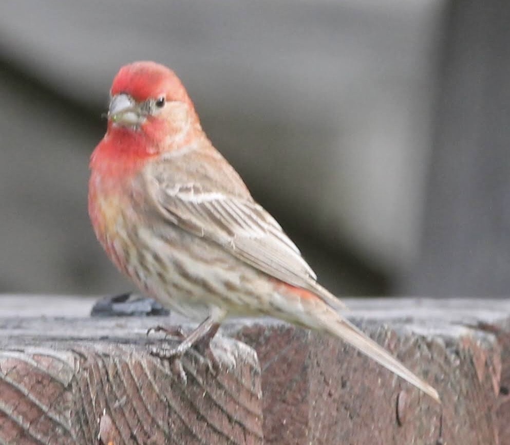 House Finch - Lawrence Seeberger