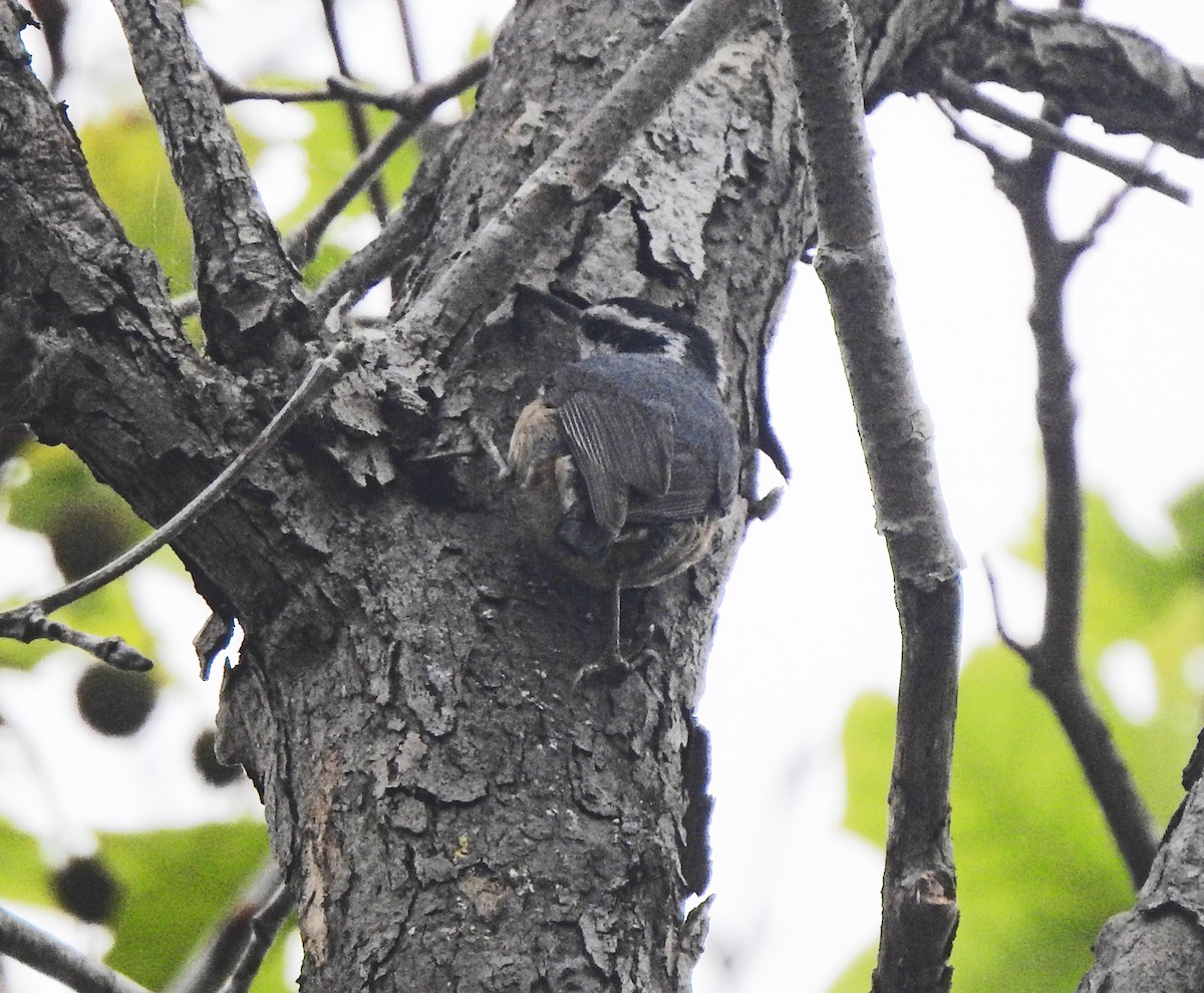 Red-breasted Nuthatch - Layton Pace
