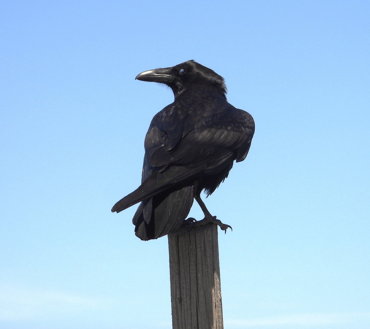 Common Raven - Lauri Taylor